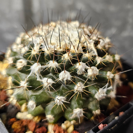 Copiapoa tenuissima, dark-bodied cactus with fine spines and wool.
