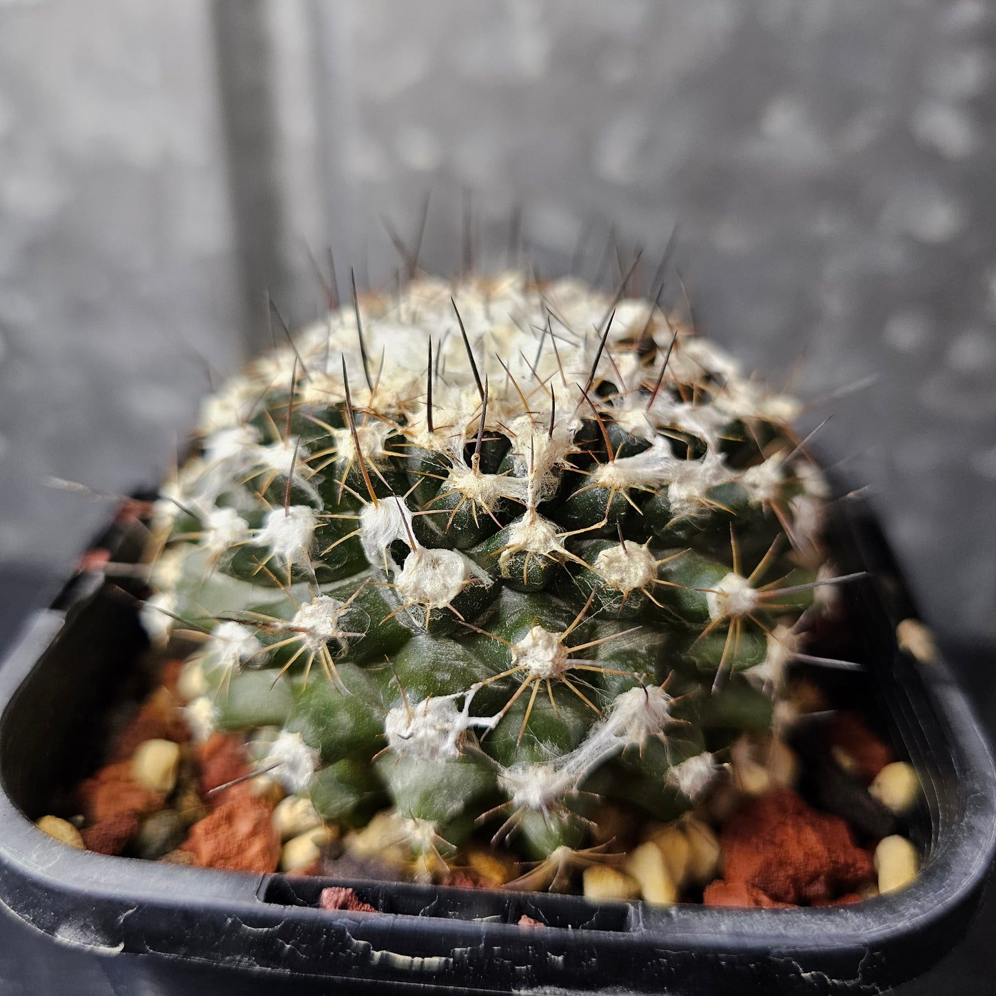 Copiapoa tenuissima