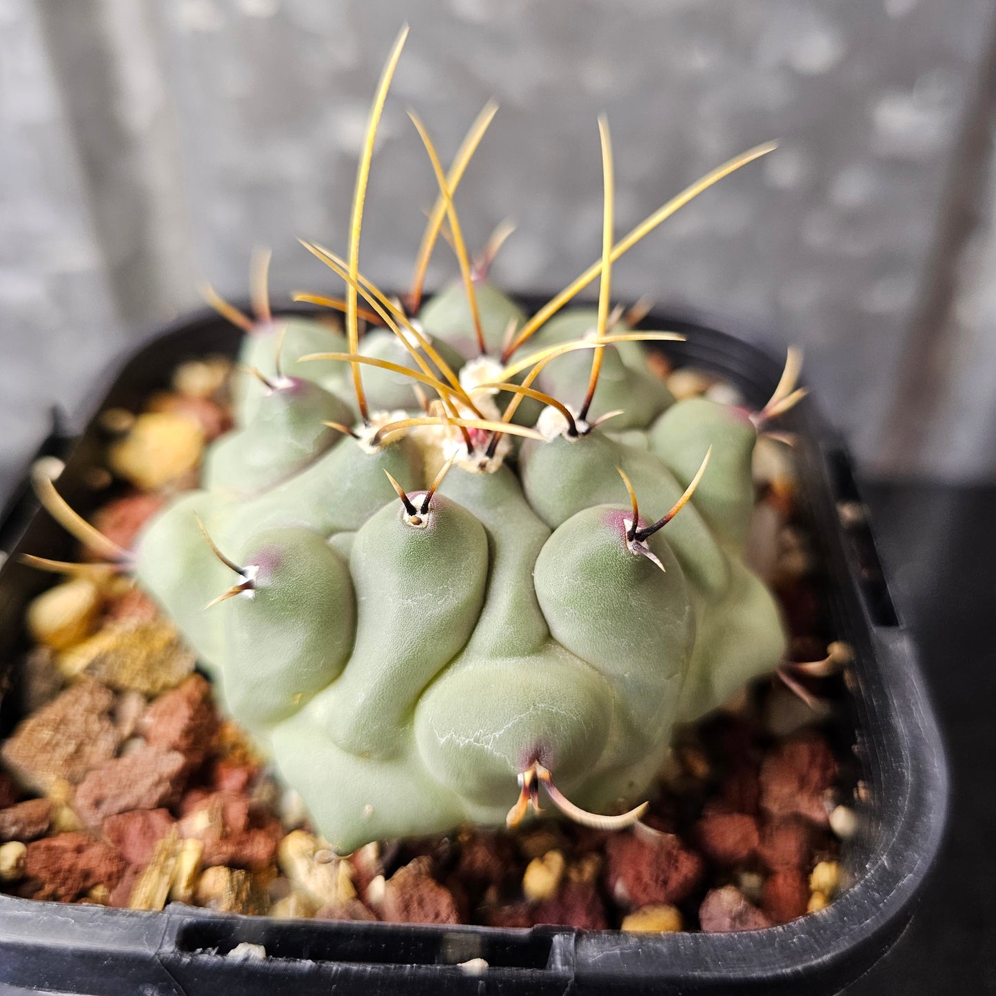 Thelocactus phymatothelos