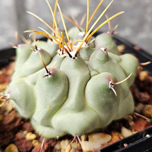 Thelocactus phymatothelos, sculptural cactus with textured skin, patterned grooves, and spines.