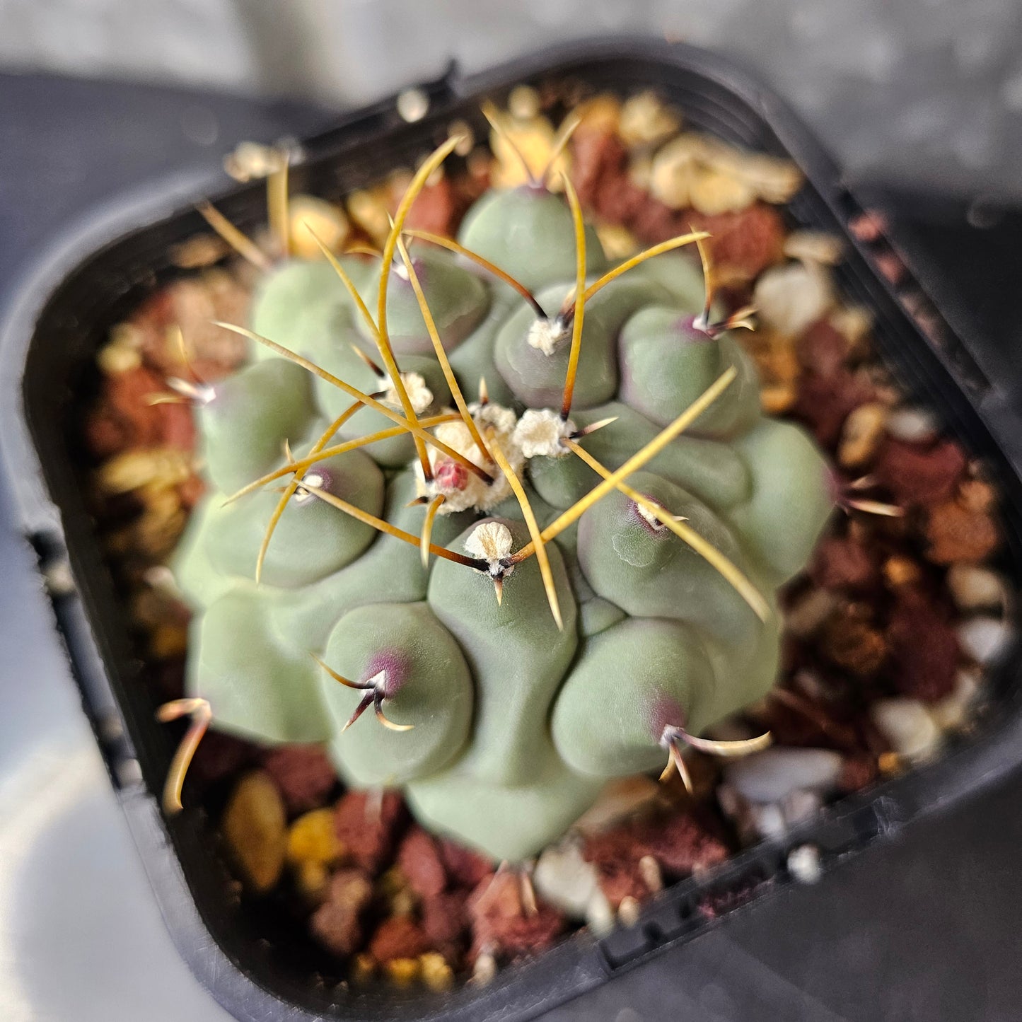 Thelocactus phymatothelos