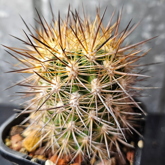 Eriosyce sp. upright cactus with dense spines that change colour as they age.