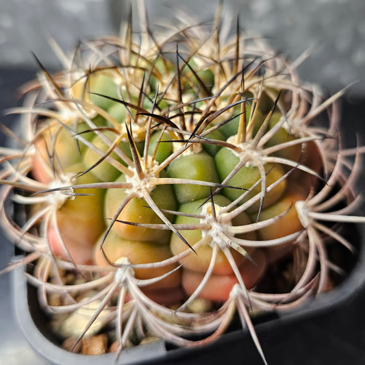 Gymnocalycium pflanzii, large cactus with curved spines and pretty flowers.