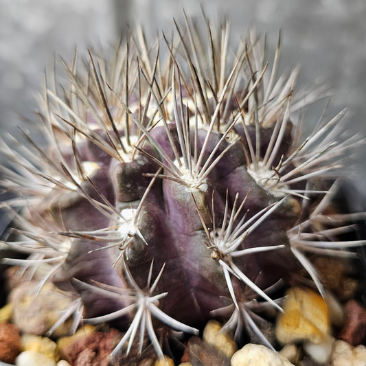 Neochilenia huascensis, dark purple cactus with upright striking spines and strong desert character.
