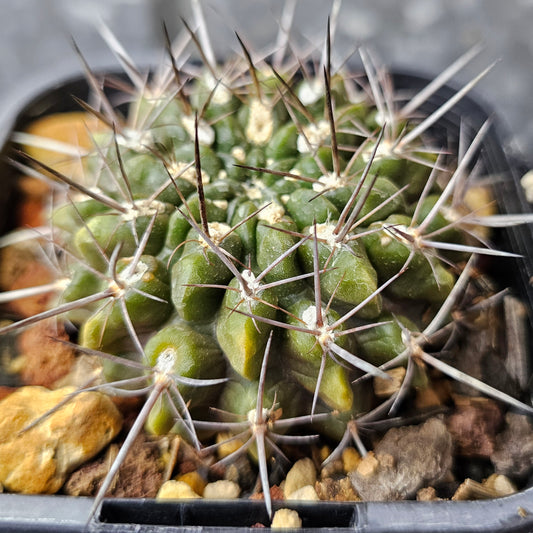 Horridocactus esmereldana, low-profile cactus with brutal spines and notched body.