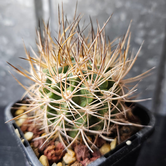 Pyrrhocactus eriosyzoides v. domeykoensis, ultra-rare xerophyte cactus with spines that densify with age.