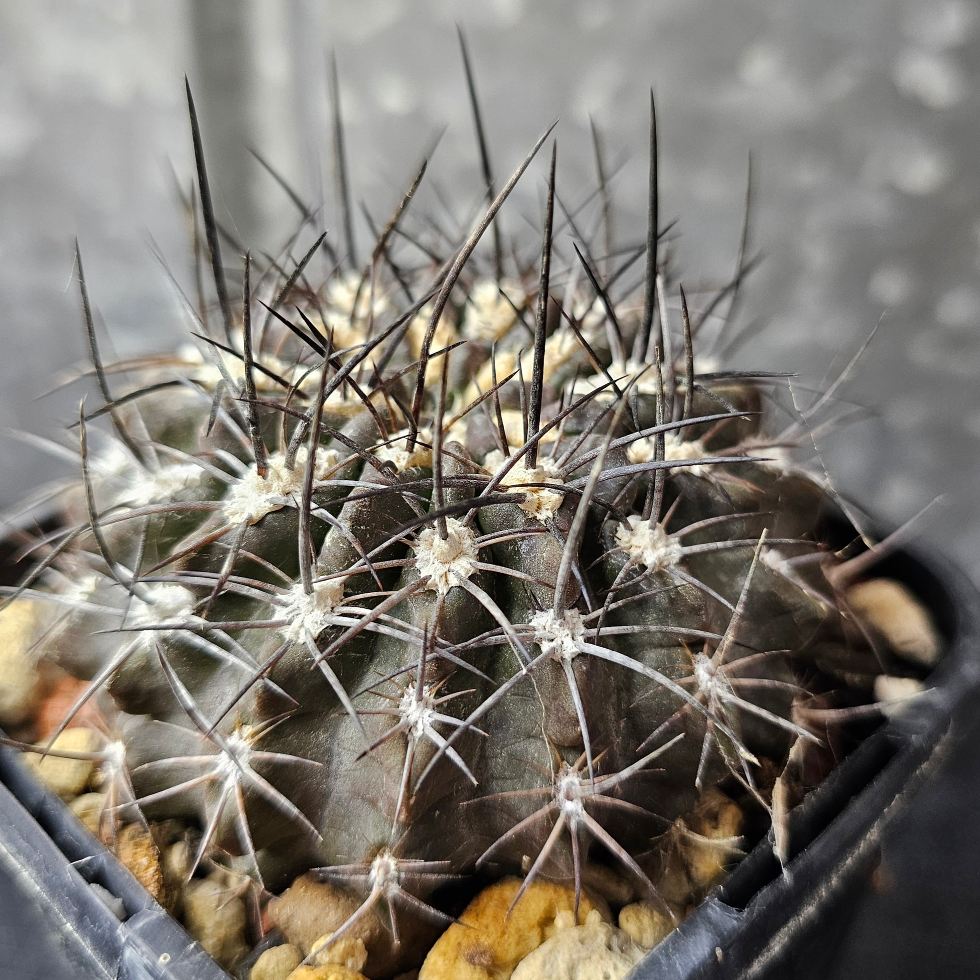 Pyrrhocactus totoralensis FR492, dark low-profile cactus with black spines, slow grown, absolute weapon.
