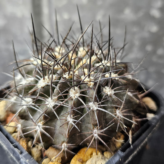Pyrrhocactus totoralensis FR492, dark low-profile cactus with black spines, slow grown, absolute weapon.