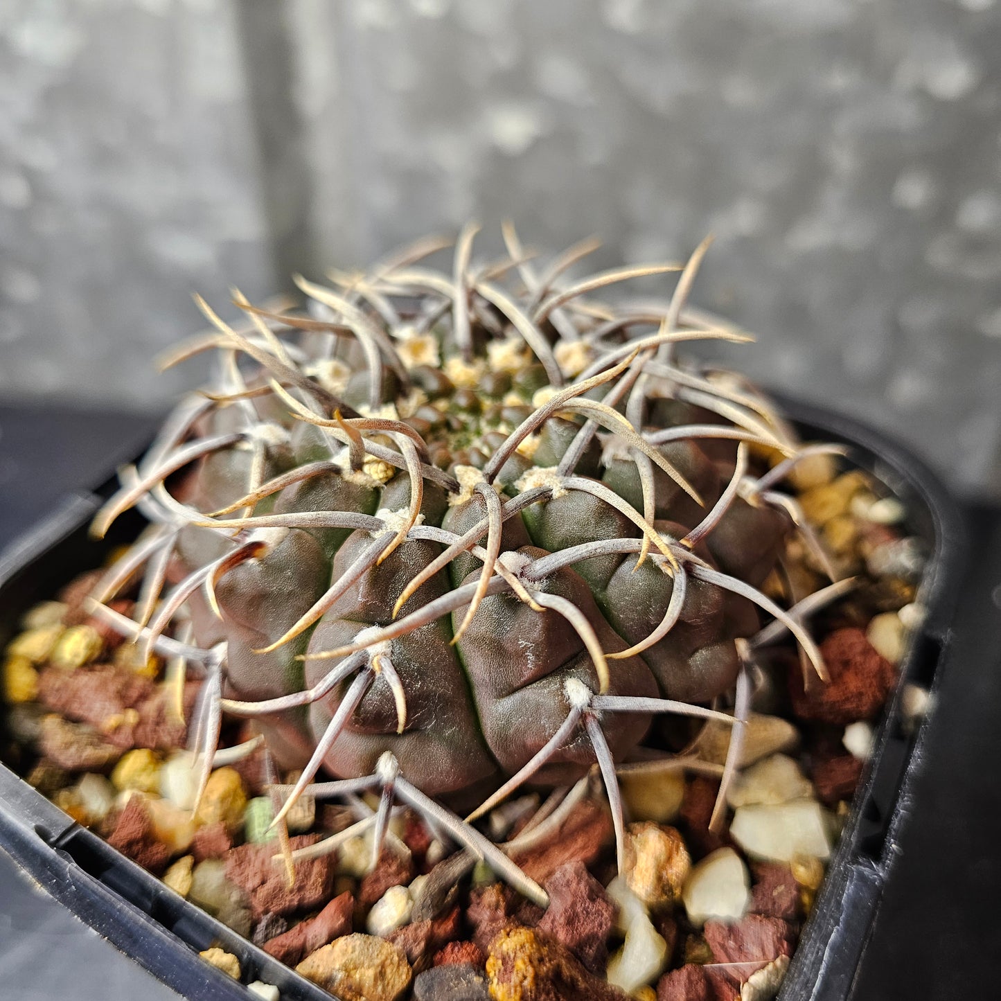 Gymnocalycium vatteri
