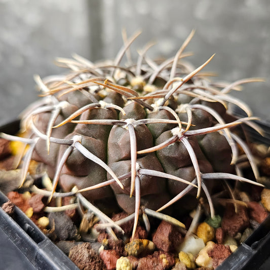 Gymnocalycium vatteri, low-growing cactus with curved spines and dark notched body, slow grown.