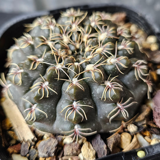 Gymnocalycium Species 2078, ultra low-growing cactus with dark green body and spider-like spines, seed from Ludwig Bercht.