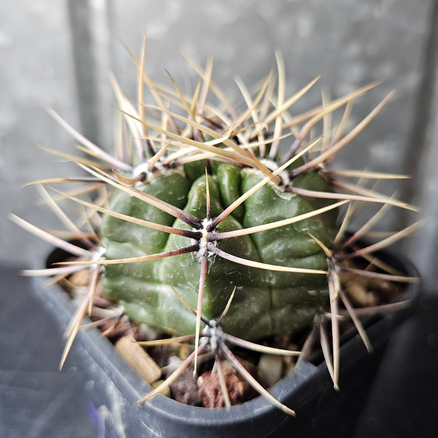Gymnocalycium achirasense v. chacrasense