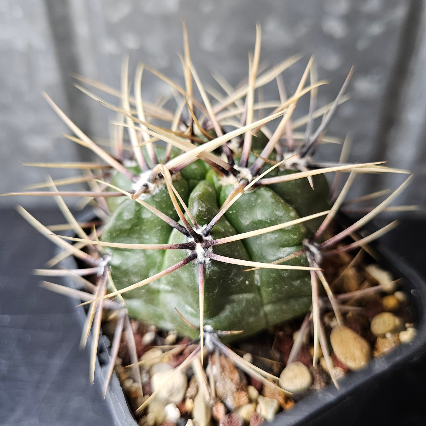 Gymnocalycium achirasense v. chacrasense