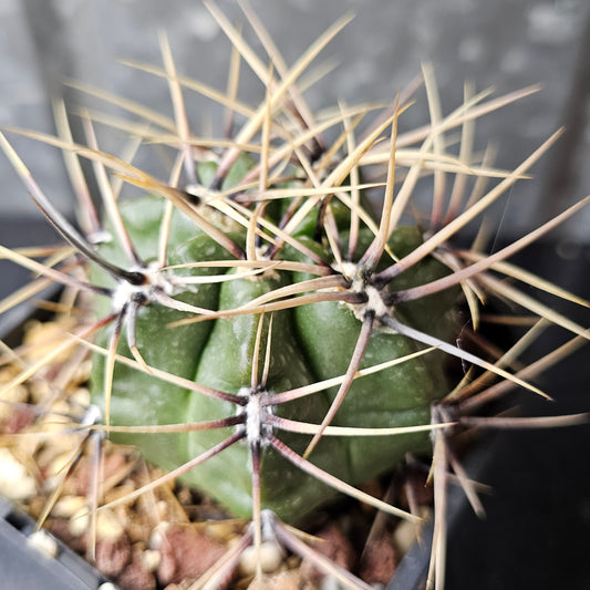 Gymnocalycium achirasense v. chacrasense, cactus with savage spines and rugged appeal.