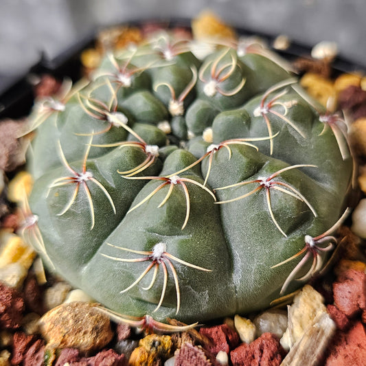 Gymnocalycium campestre, ultra low-growing cactus with light spines and a charming appearance.
