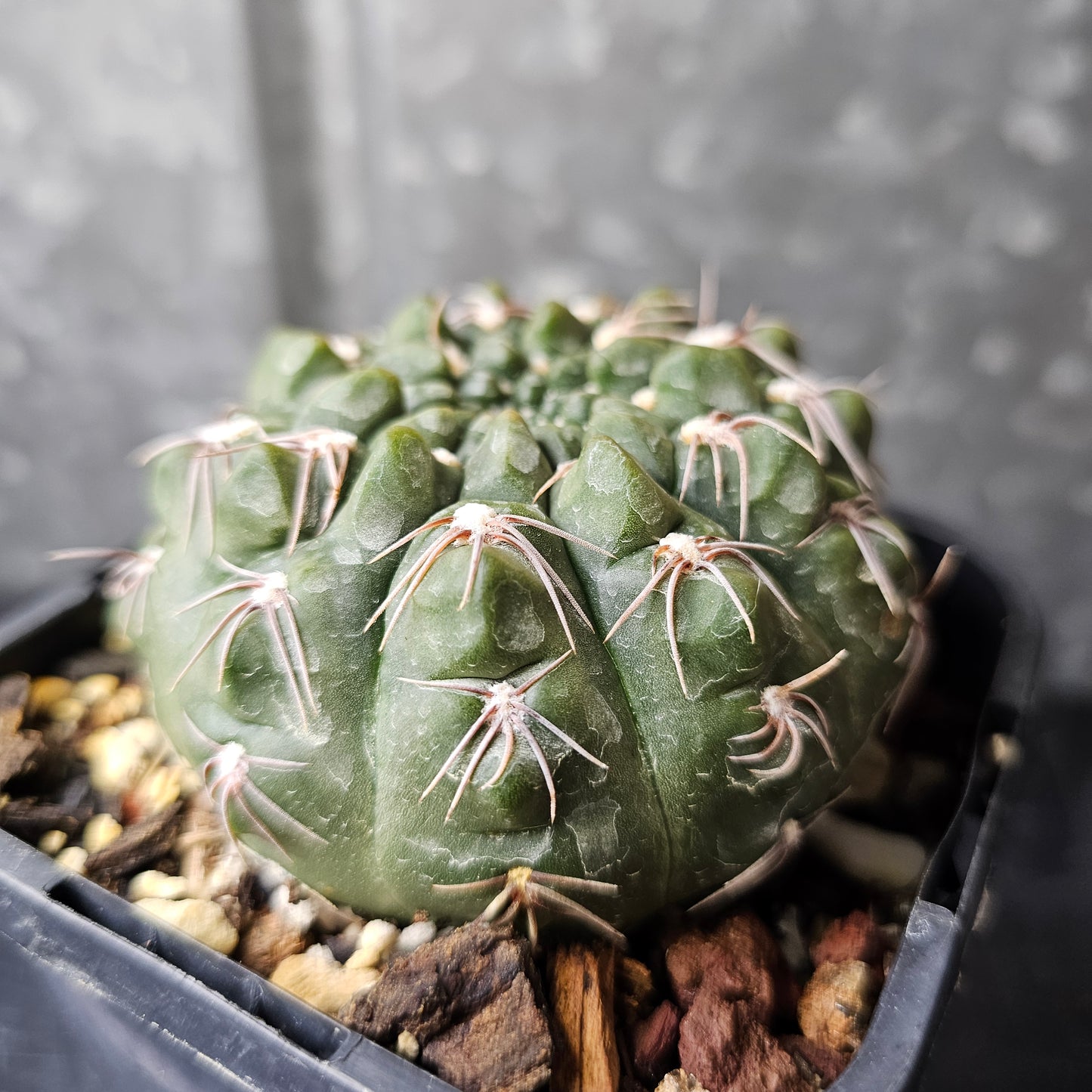 Gymnocalycium Species 2079