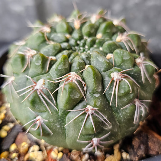 Gymnocalycium Species 2079, compact cactus with dark green body and spider-like spines, seed from Ludwig Bercht.