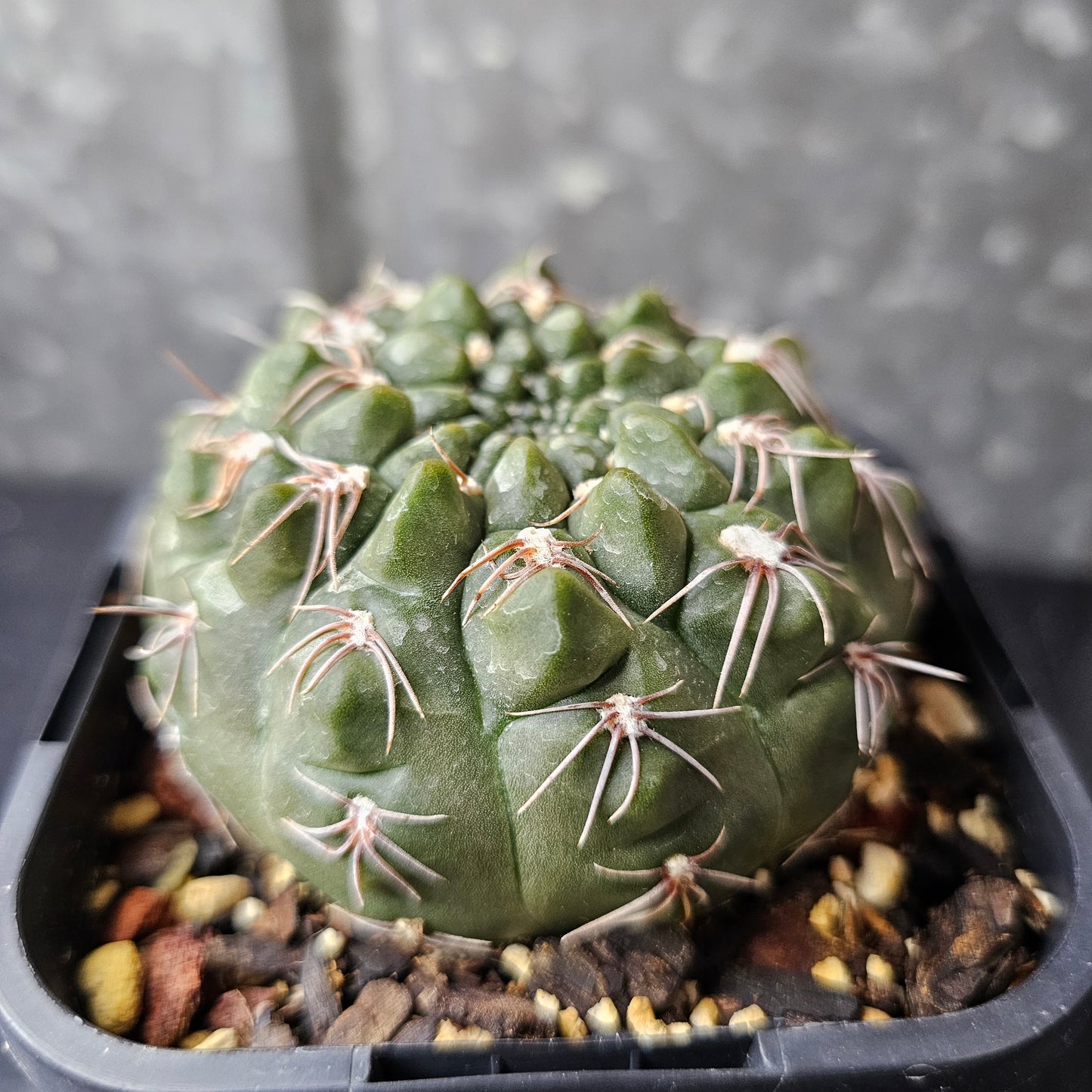 Gymnocalycium Species 2079