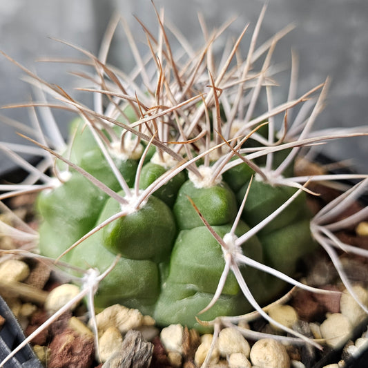 Gymnocalycium sp., heavily notched cactus with strong spines and sculptural rib lines developing with age.