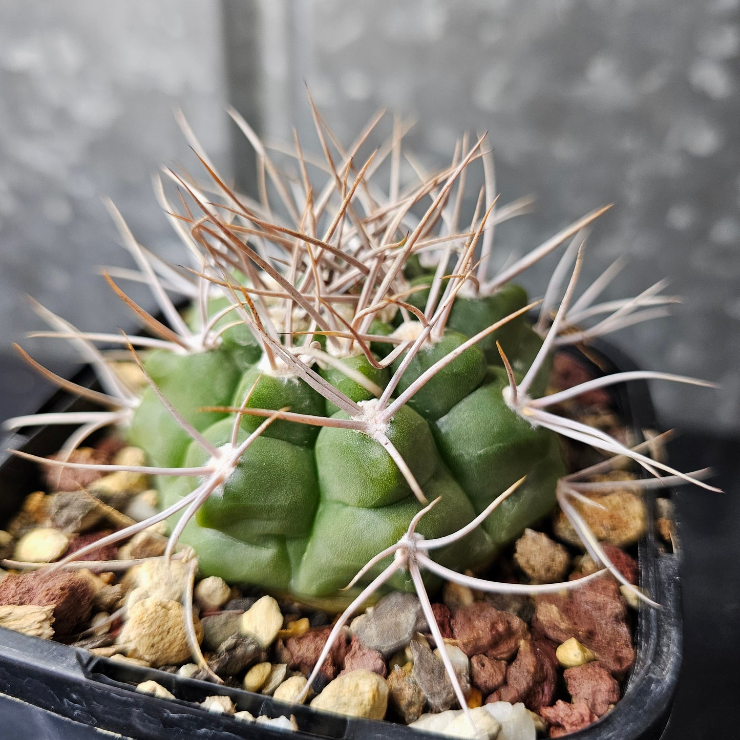 Gymnocalycium sp.