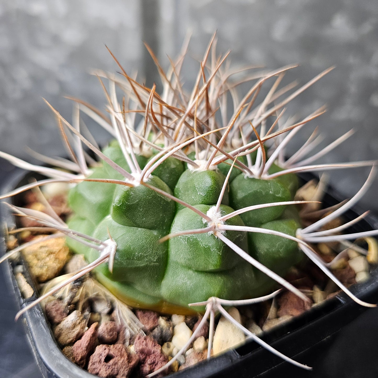 Gymnocalycium sp.
