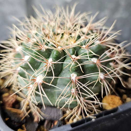 Gymnocalycium species ‘Natchell’, low-growing cactus with dark green body and dense bristly spines.