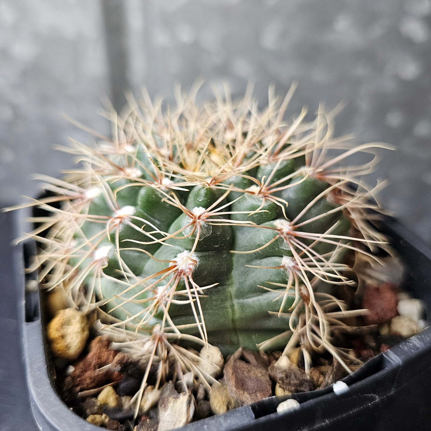 Gymnocalycium species ‘Natchell’