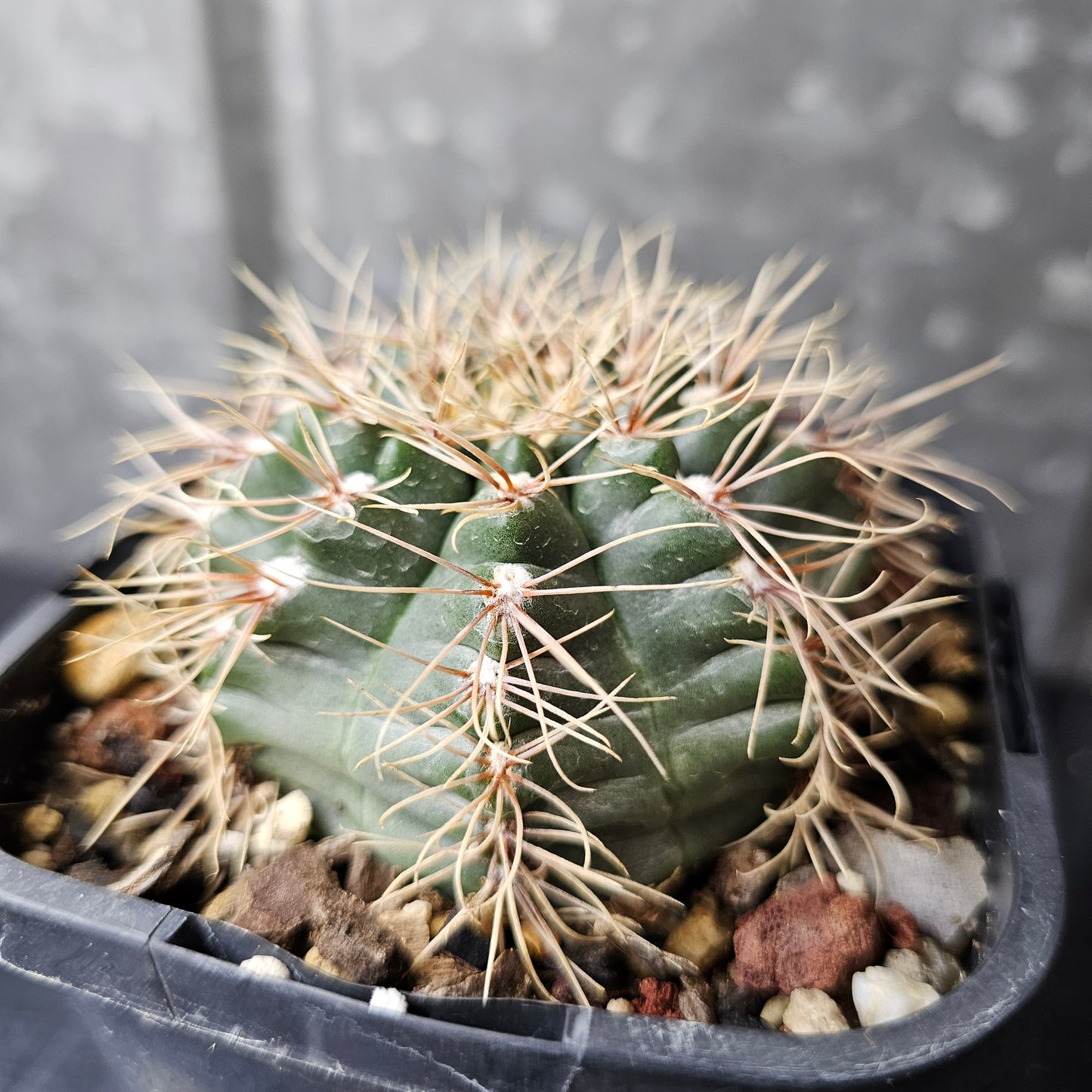 Gymnocalycium species ‘Natchell’
