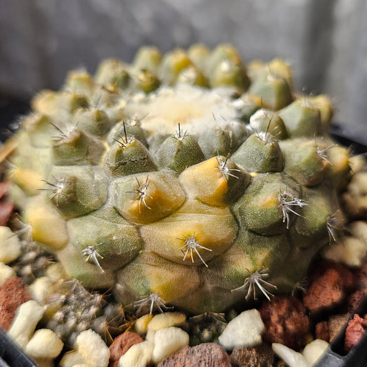 Copiapoa hybrid cactus with rugged body, frosty skin, dense wool and bold variegation