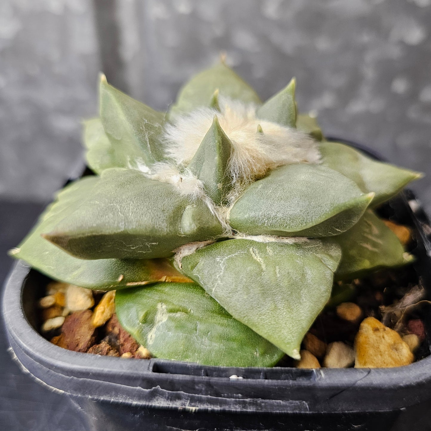 Ariocarpus hybrid
