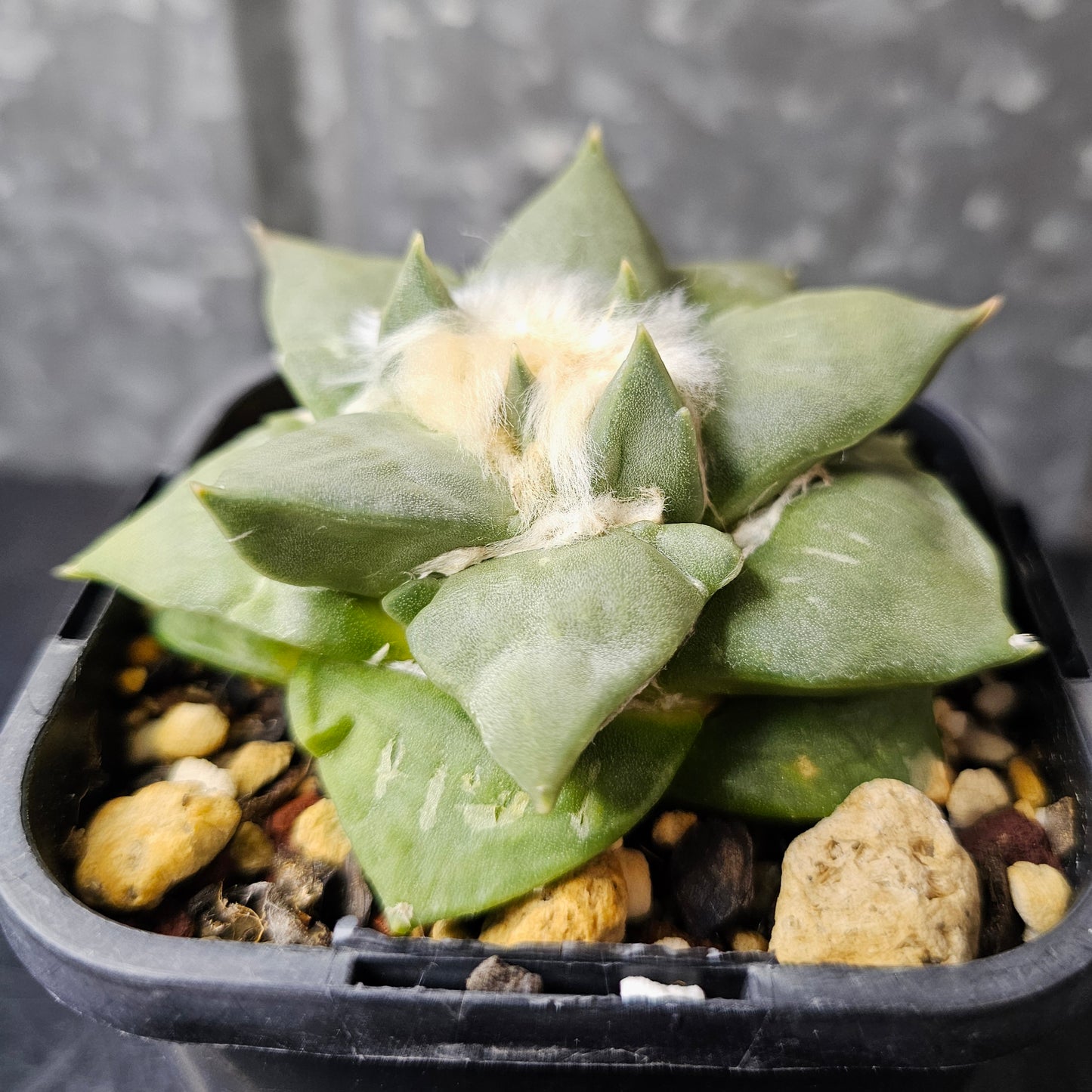 Ariocarpus hybrid