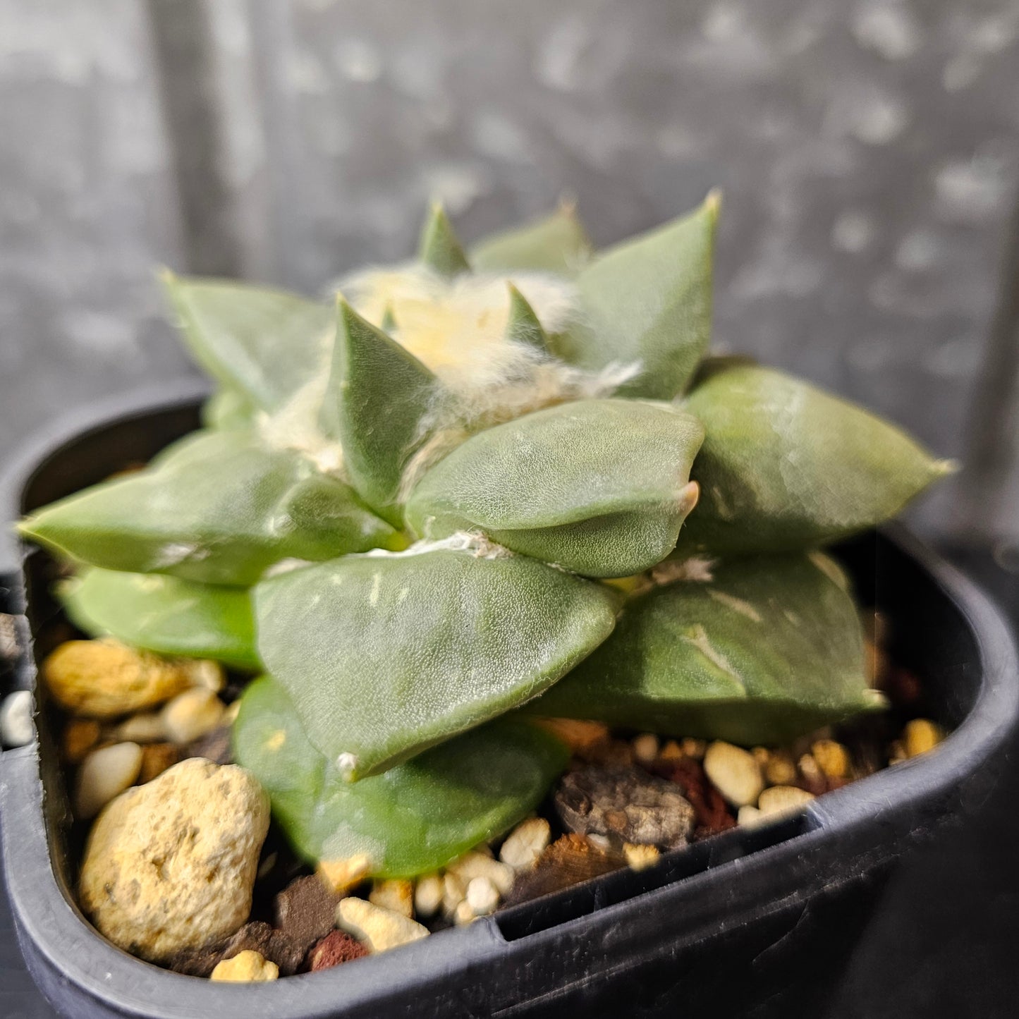 Ariocarpus hybrid