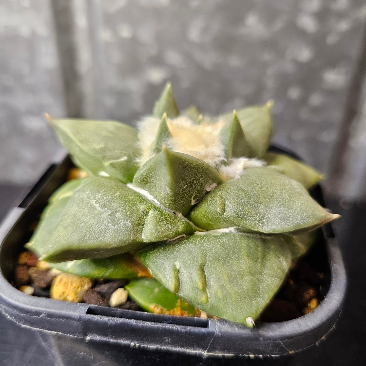 Ariocarpus hybrid