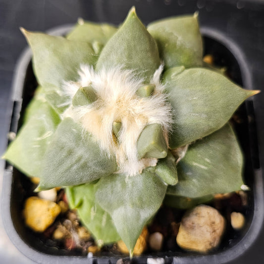 Ariocarpus hybrid cactus with frosty blue-green skin, clean fluffy wool and unique presence