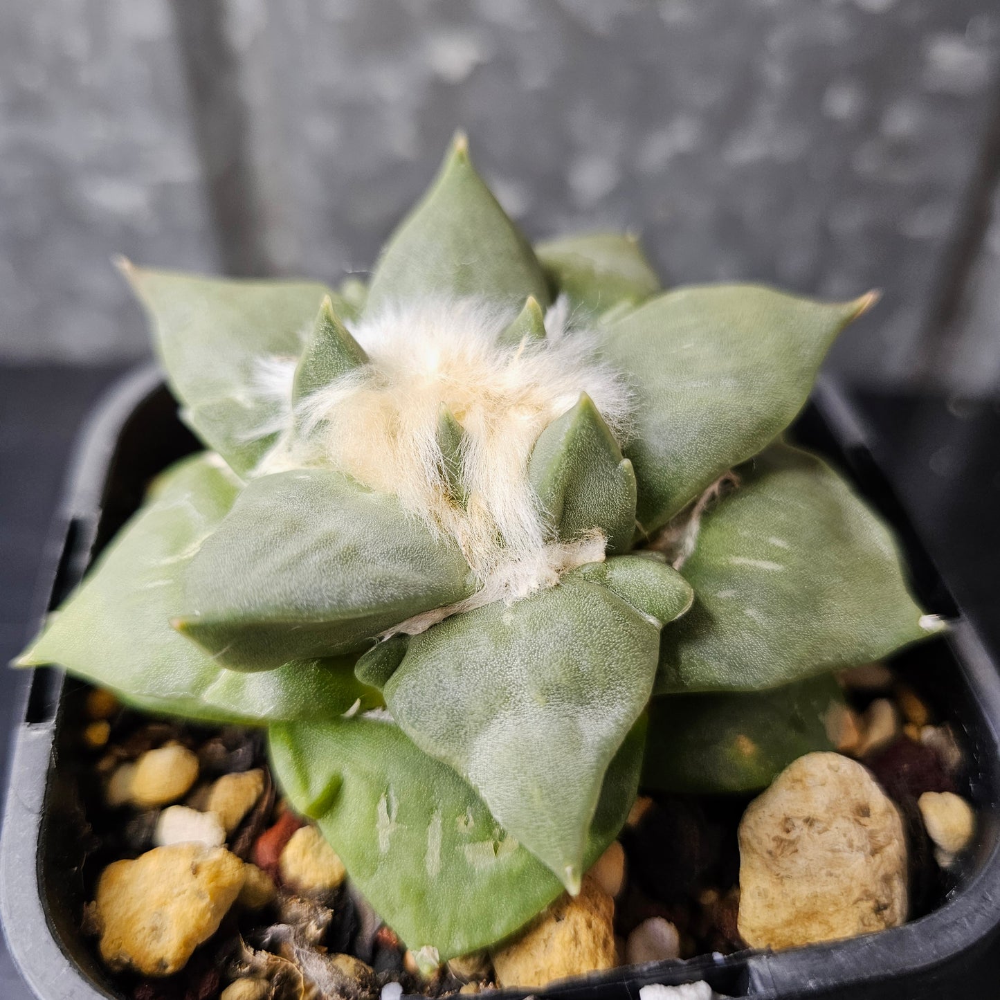 Ariocarpus hybrid