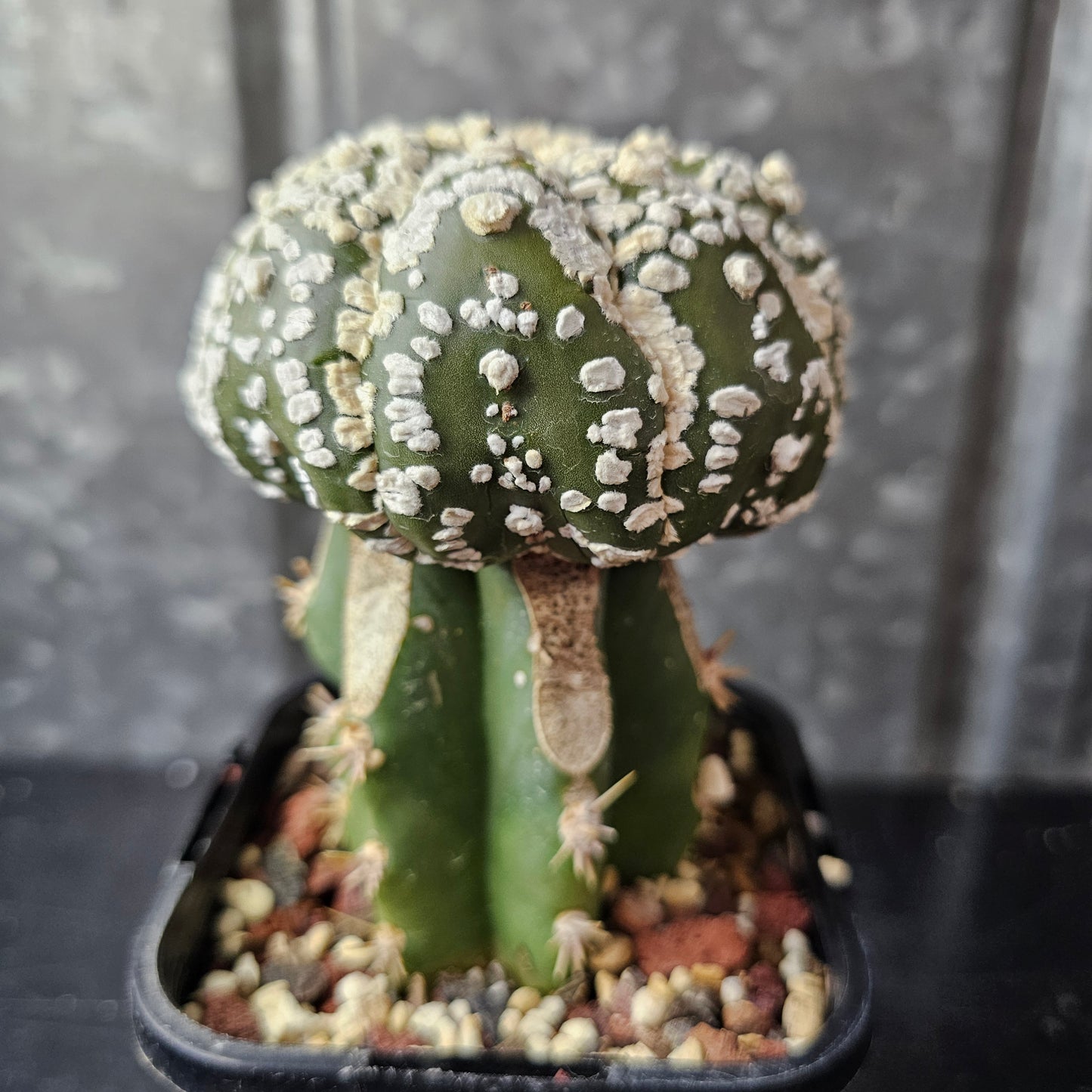 Astrophytum asterias (Premium Selection)