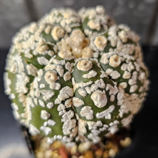 Astrophytum asterias hybrid cactus with rounded sculptural body, crisp markings and fine flocking, premium hand-selected specimen