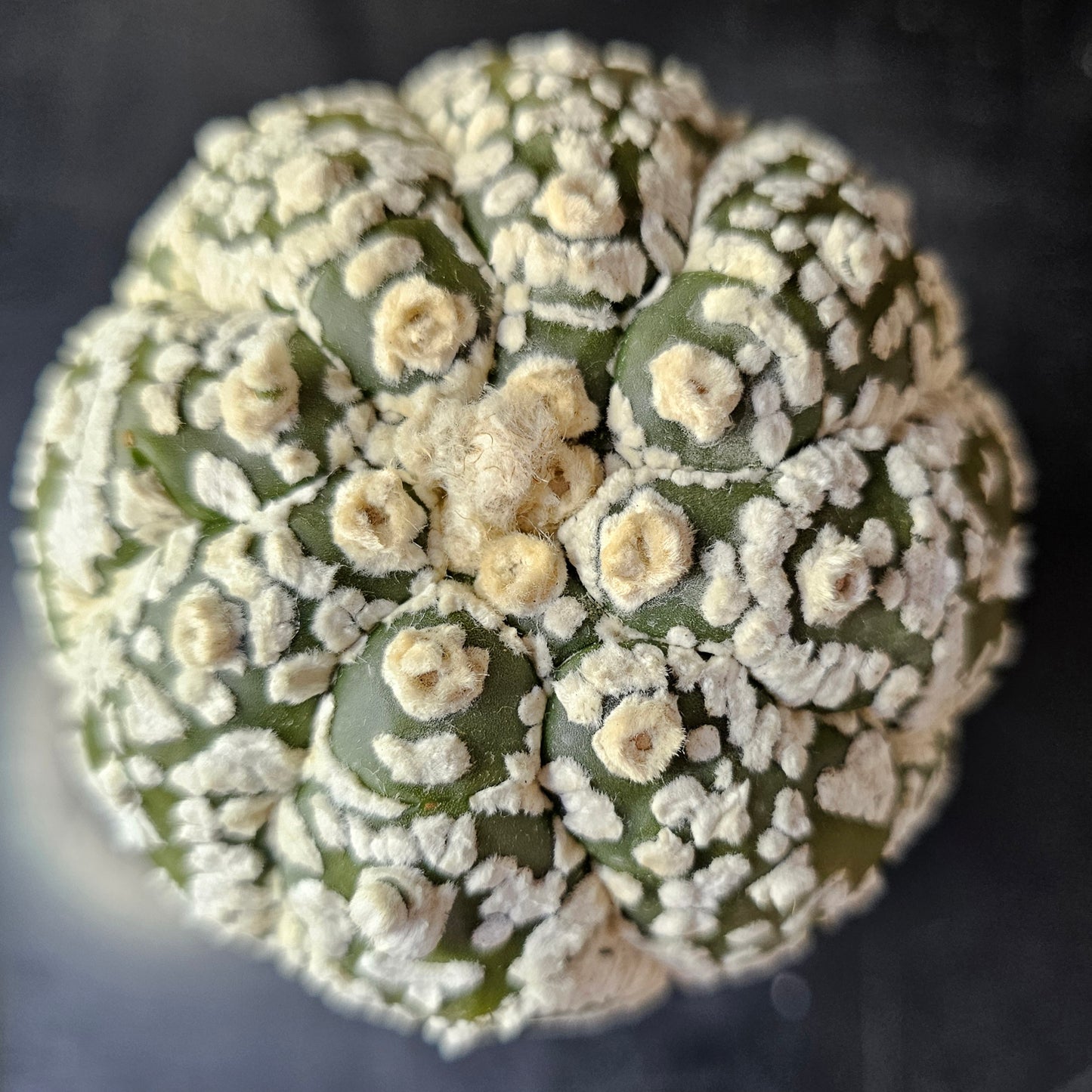 Astrophytum asterias (Premium Selection)
