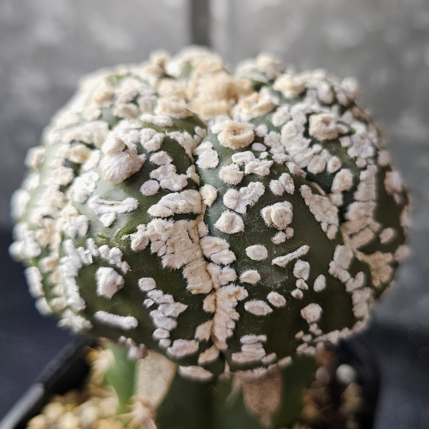 Astrophytum asterias (Premium Selection)