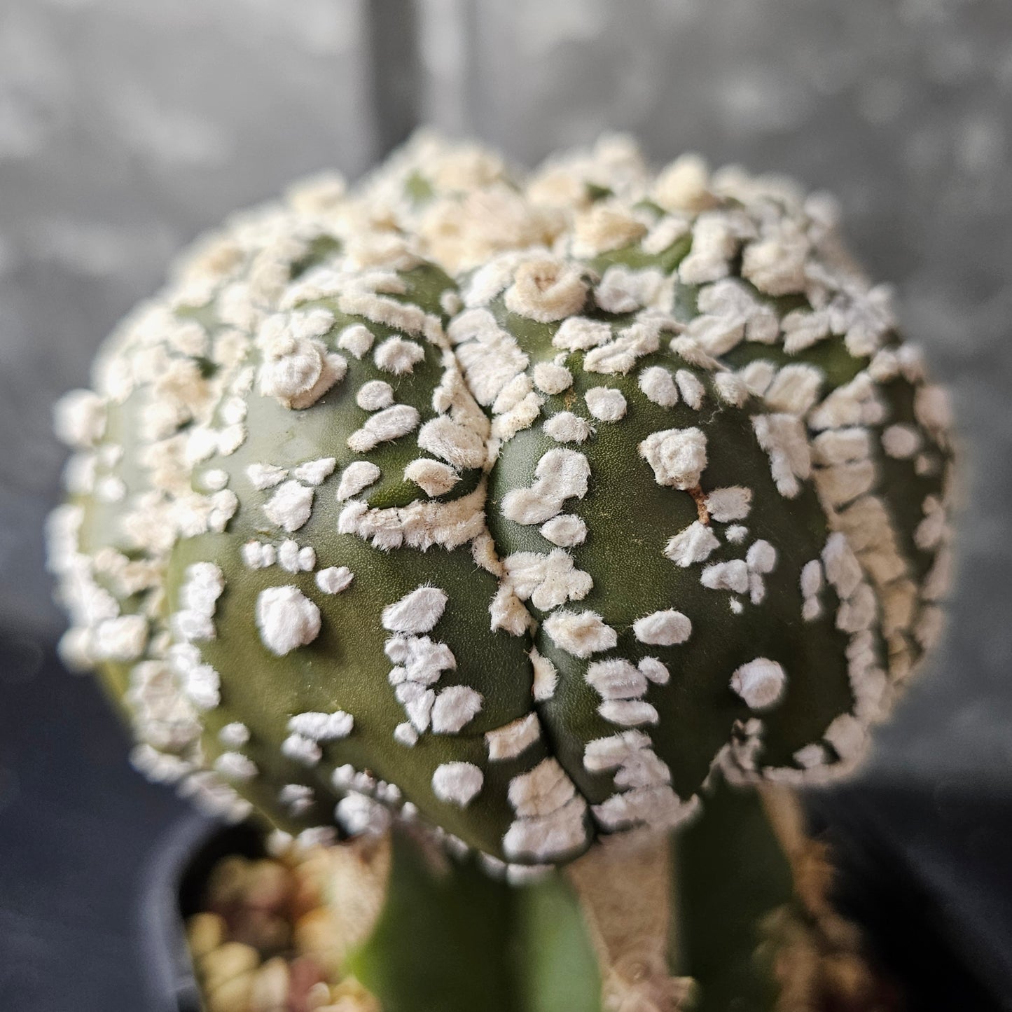 Astrophytum asterias (Premium Selection)