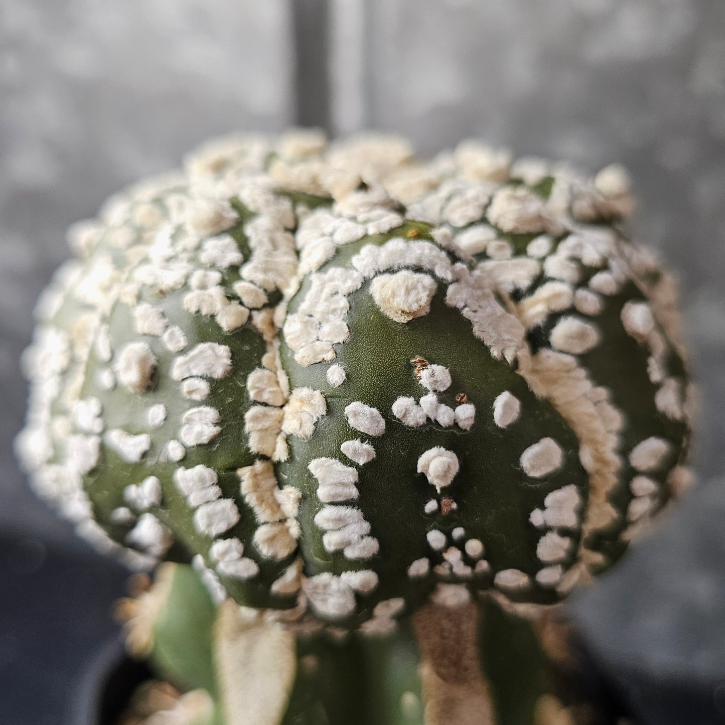 Astrophytum asterias (Premium Selection)