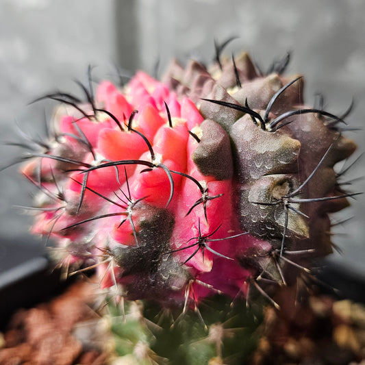 Eriosyce esmeraldana RMF165 cactus with heavily notched body, black spines and neon pink variegation, rare one-of-a-kind specimen