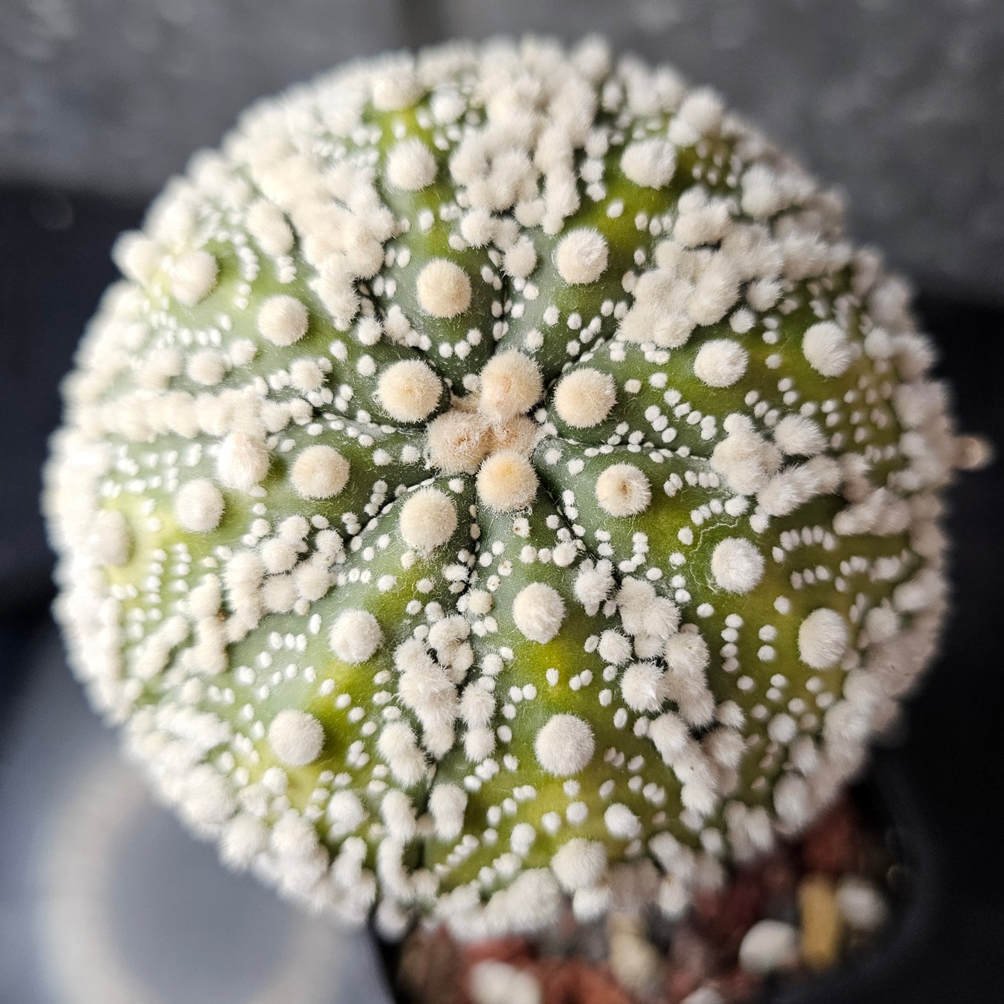 Astrophytum asterias cv. Hanazono