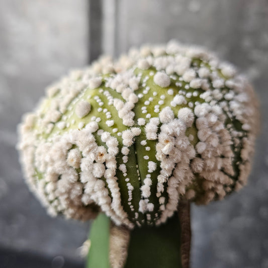 Astrophytum asterias cv. Hanazono cactus with dense fuzzy flocking, crisp star shape and green to lime green colouring