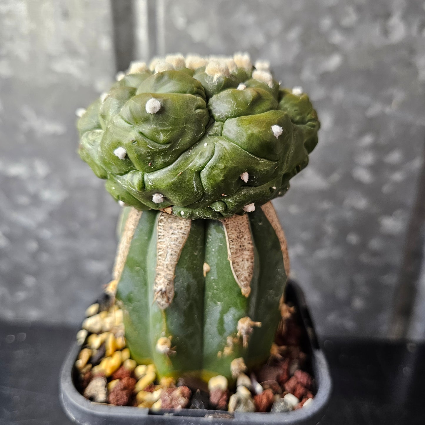Astrophytum asterias cv. Kikko Muscle