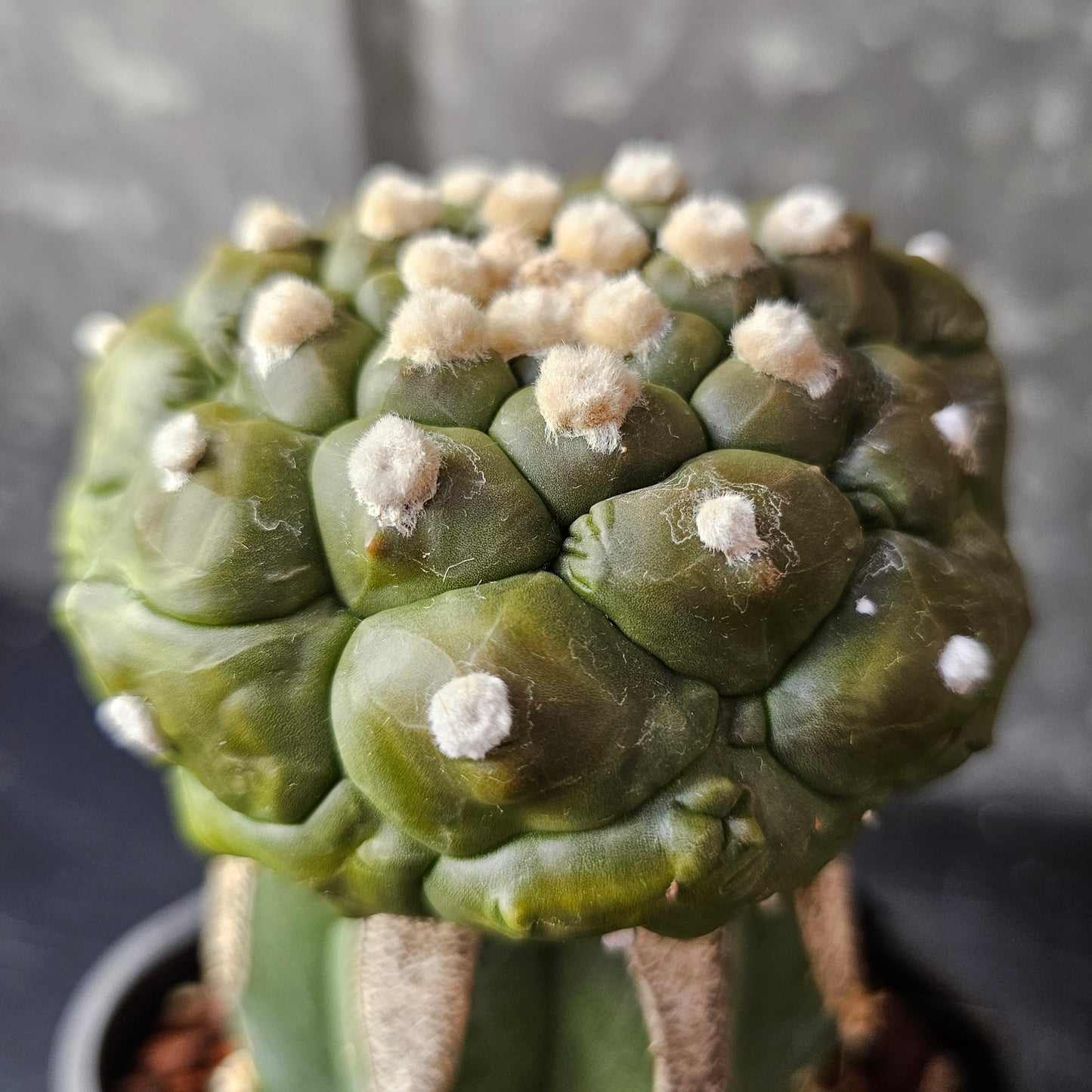 Astrophytum asterias cv. Kikko Muscle