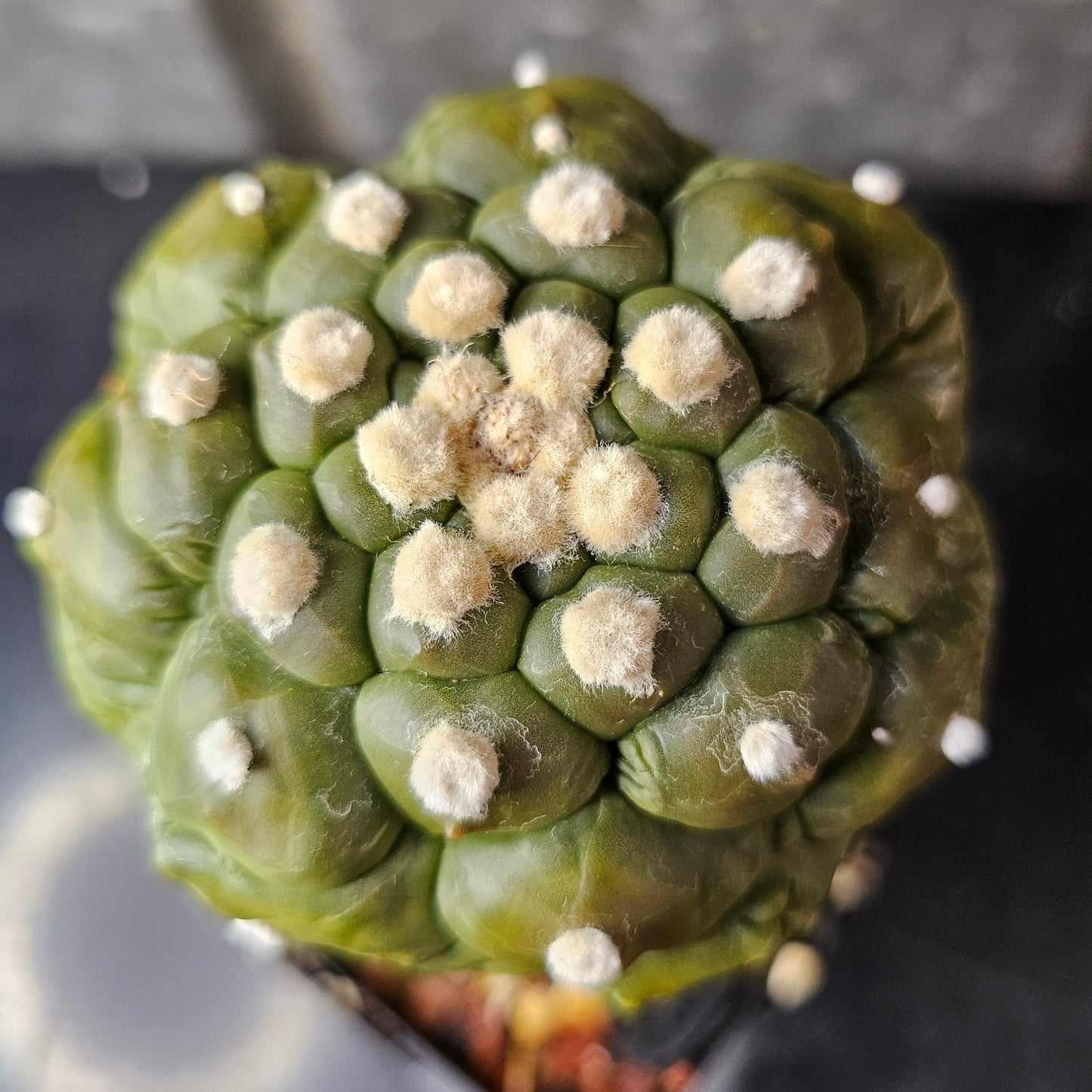 Astrophytum asterias cv. Kikko Muscle