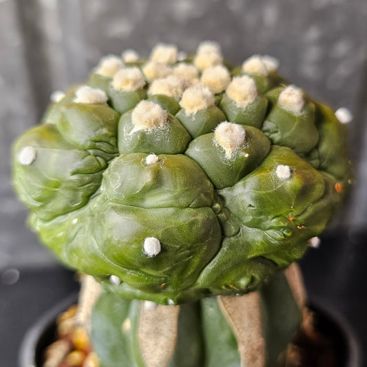 Astrophytum asterias cv. Kikko Muscle cactus with deep notches, lizard-skin texture, single head and fuzzy areoles