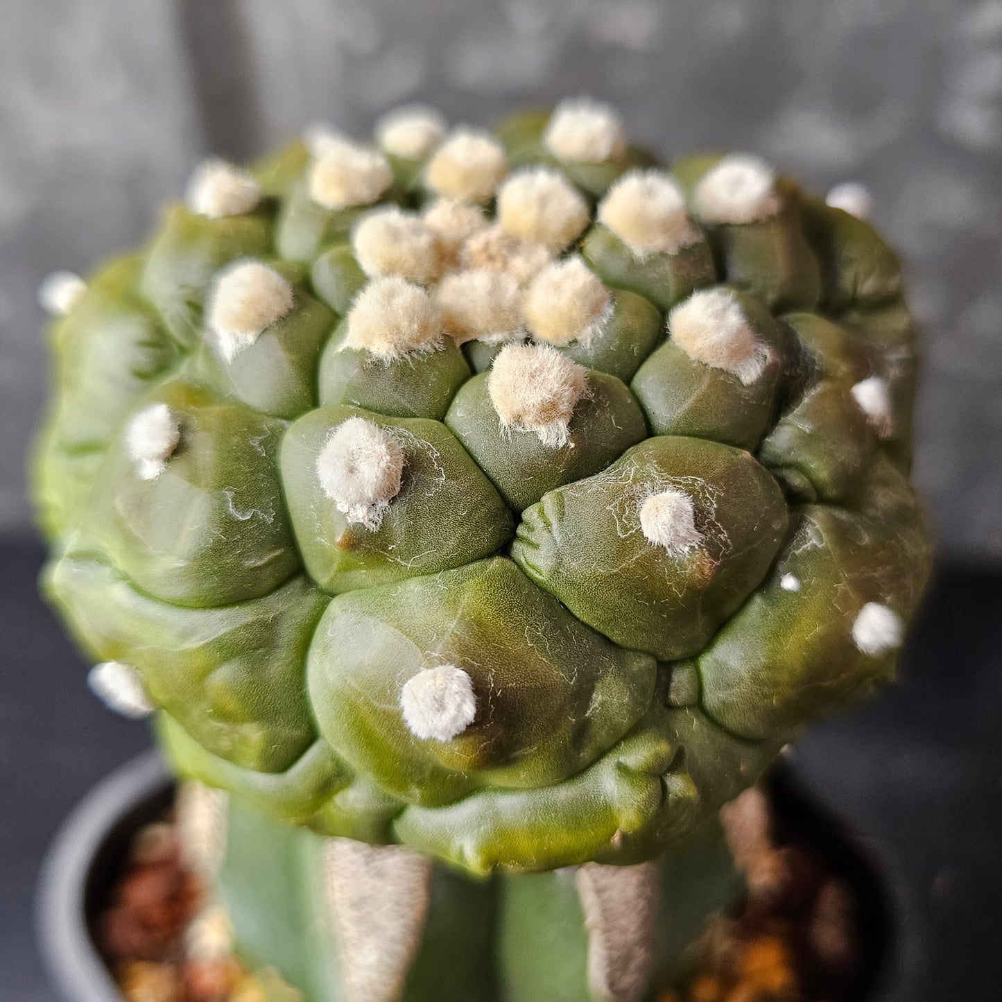 Astrophytum asterias cv. Kikko Muscle
