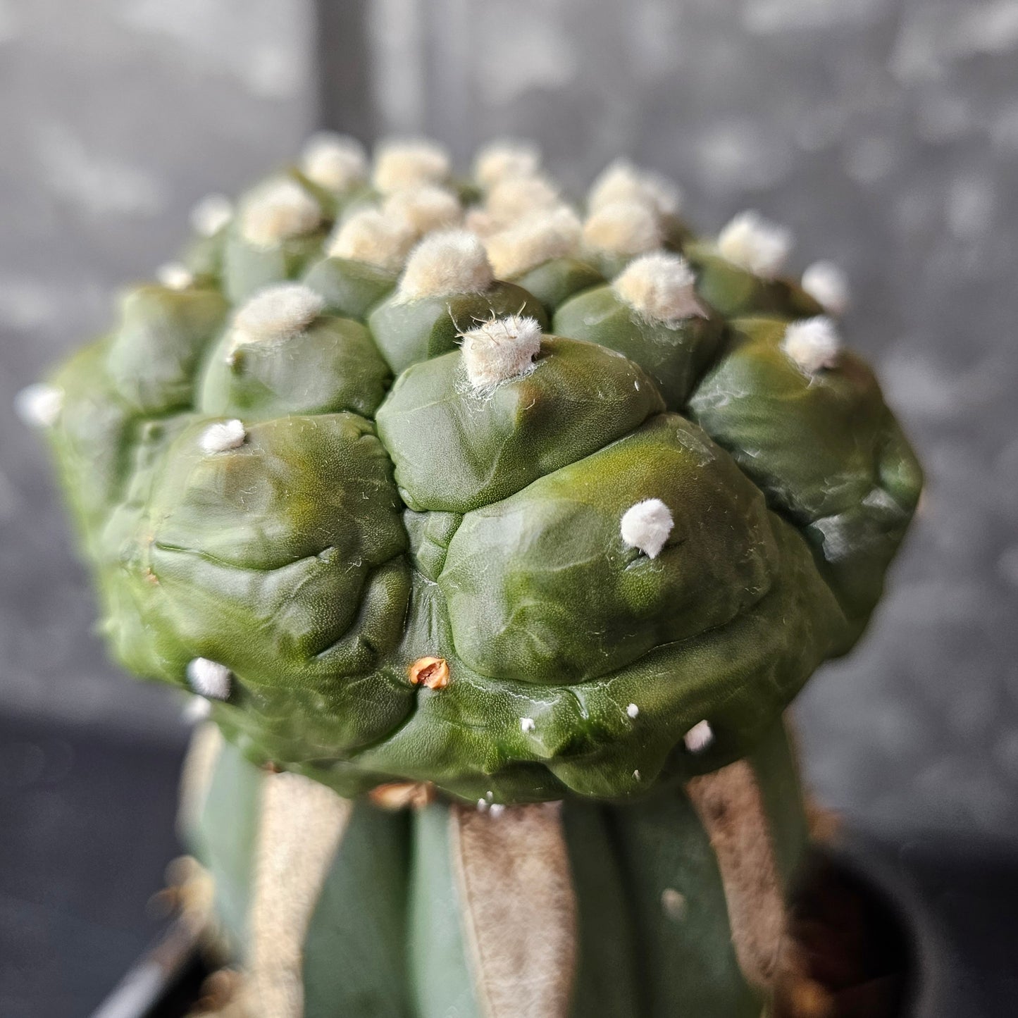 Astrophytum asterias cv. Kikko Muscle